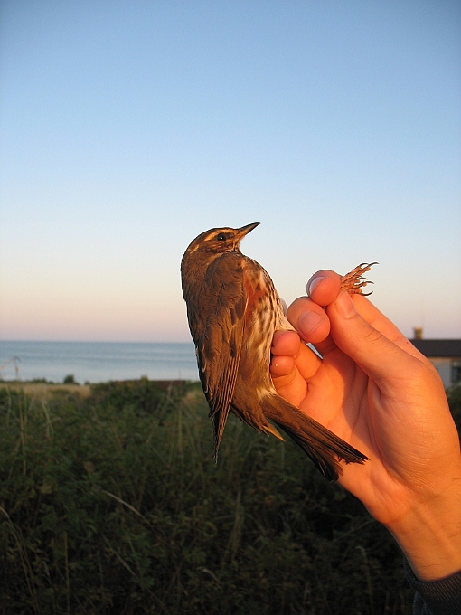 Redwing, Sundre 20090806